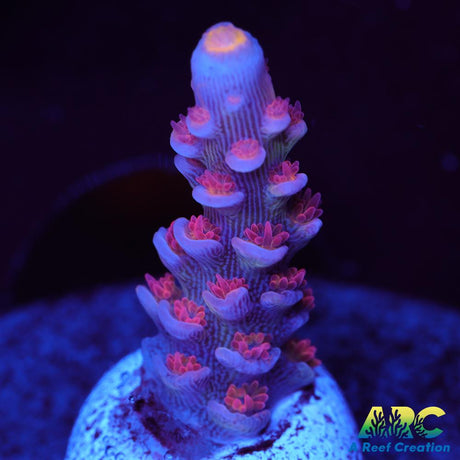 RRC Pink Matrix