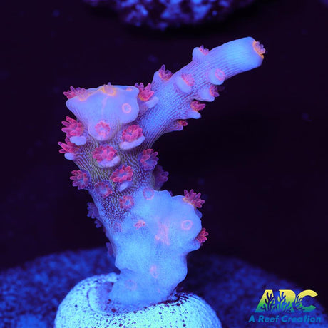 RRC Pink Matrix