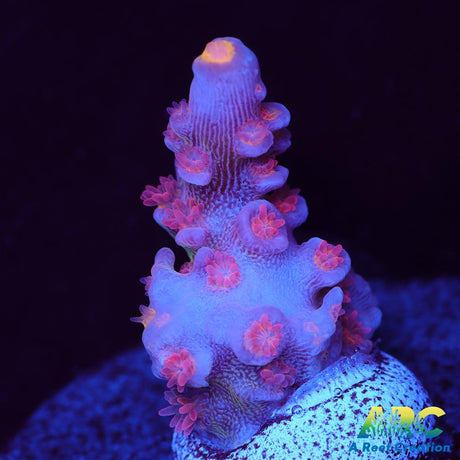 RRC Pink Matrix