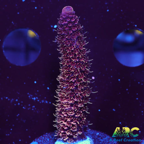 ARC Strawberry Spath