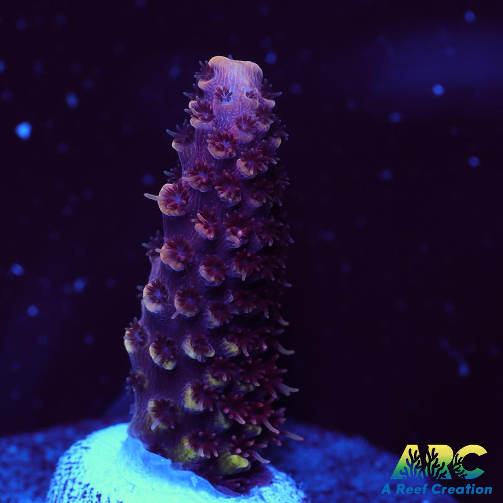 ARC Strawberry Spath