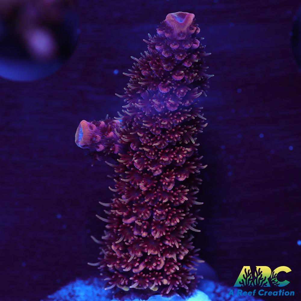 ARC Strawberry Spath