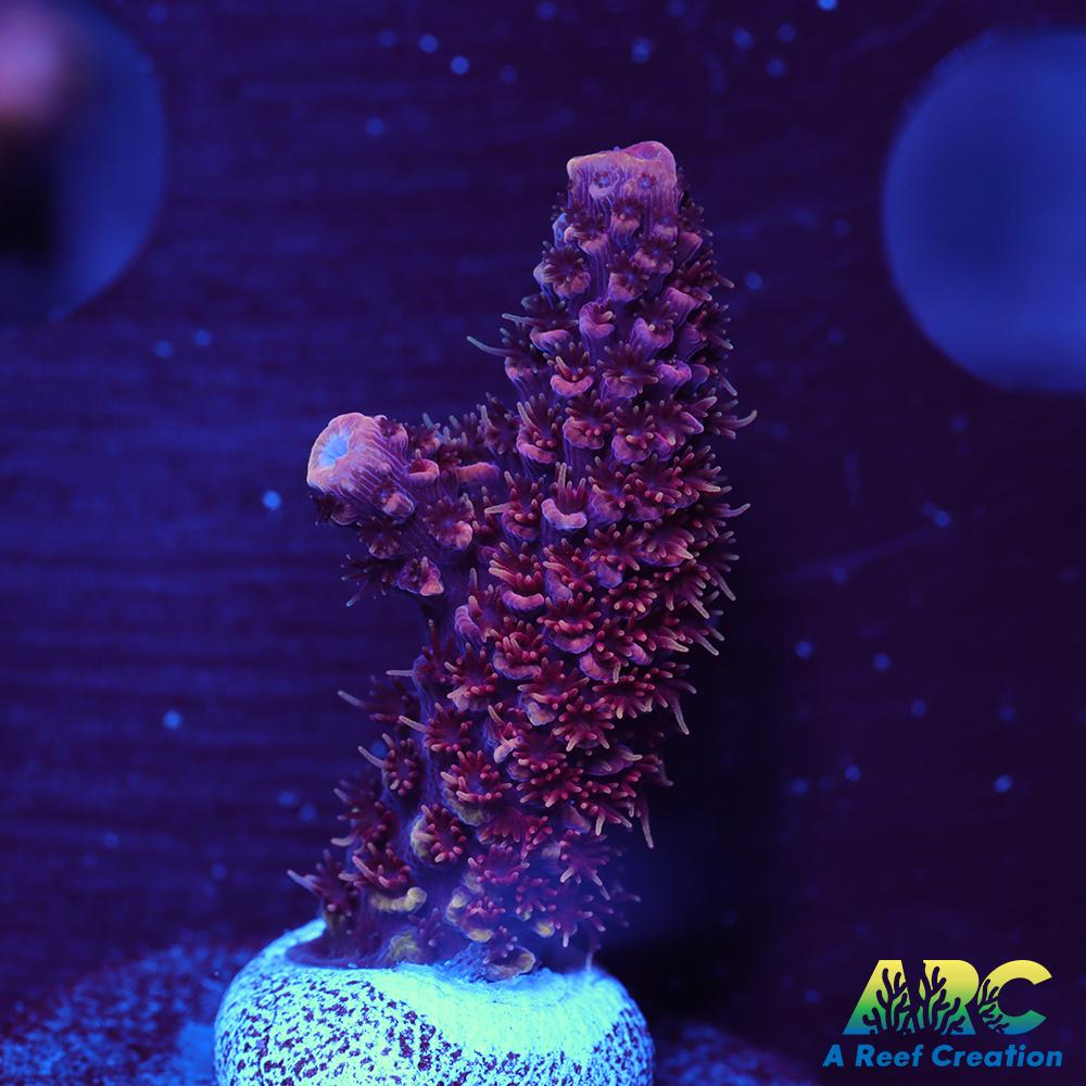ARC Strawberry Spath