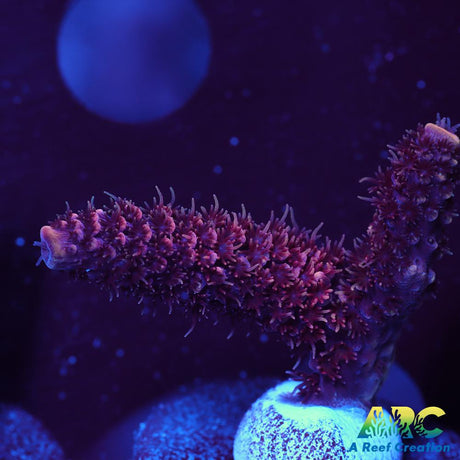 ARC Strawberry Spath