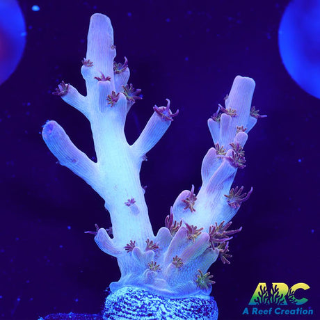 Greg's Unicorn Acro