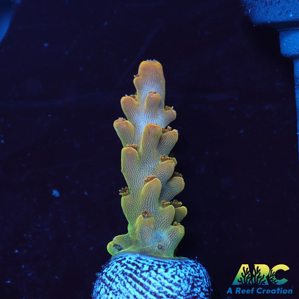 ARC Jaw Faker Acro