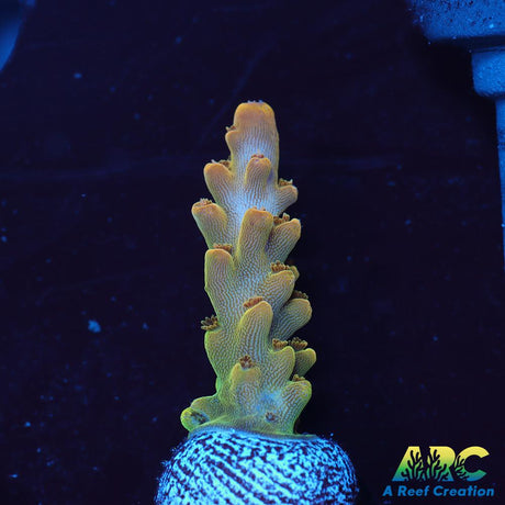 ARC Jaw Faker Acro