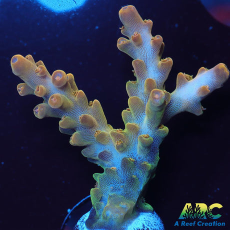 ARC Jaw Faker Acro