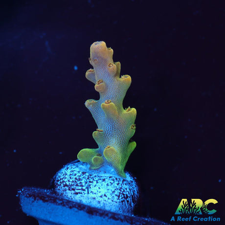ARC Jaw Faker Acro