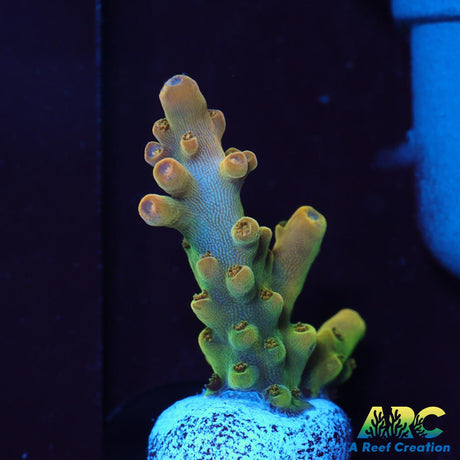 ARC Jaw Faker Acro