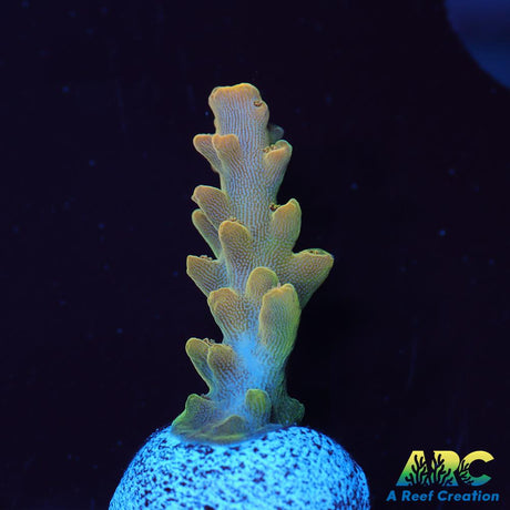 ARC Jaw Faker Acro