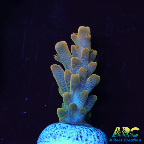 ARC Jaw Faker Acro