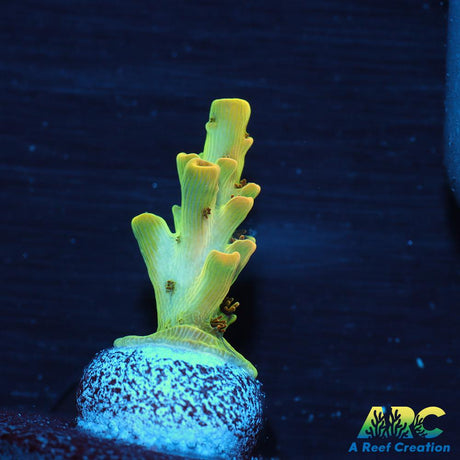 ARC Peach Giant