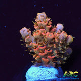 ASD Rainbow Milli
