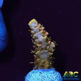 ASD Rainbow Milli
