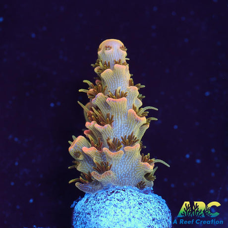 ASD Rainbow Milli