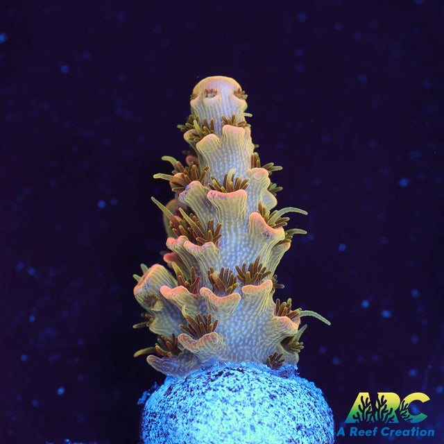 ASD Rainbow Milli