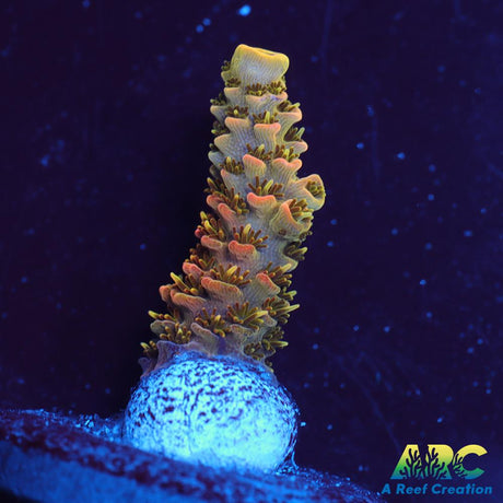 ASD Rainbow Milli
