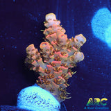 ASD Rainbow Milli