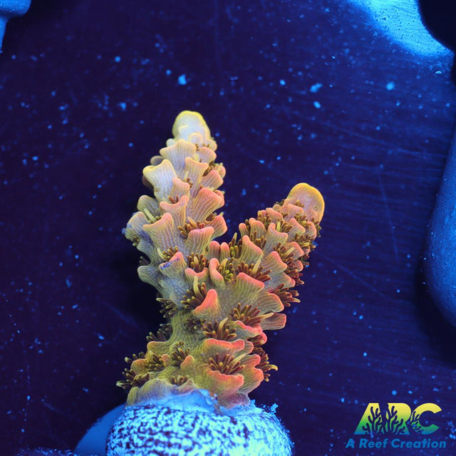 ASD Rainbow Milli