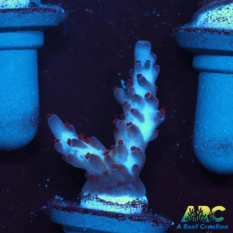 ARC Magic Dragon