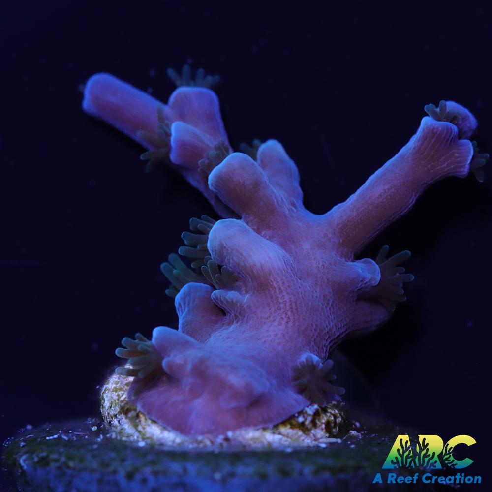 ARC Blueberry Echinata