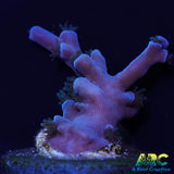 ARC Blueberry Echinata