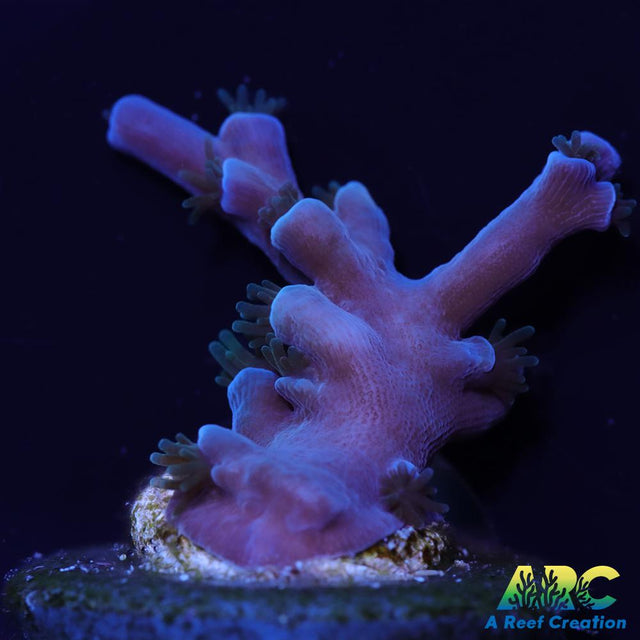 ARC Blueberry Echinata