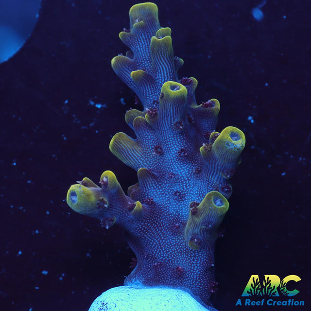 WWC Terra Red Acro