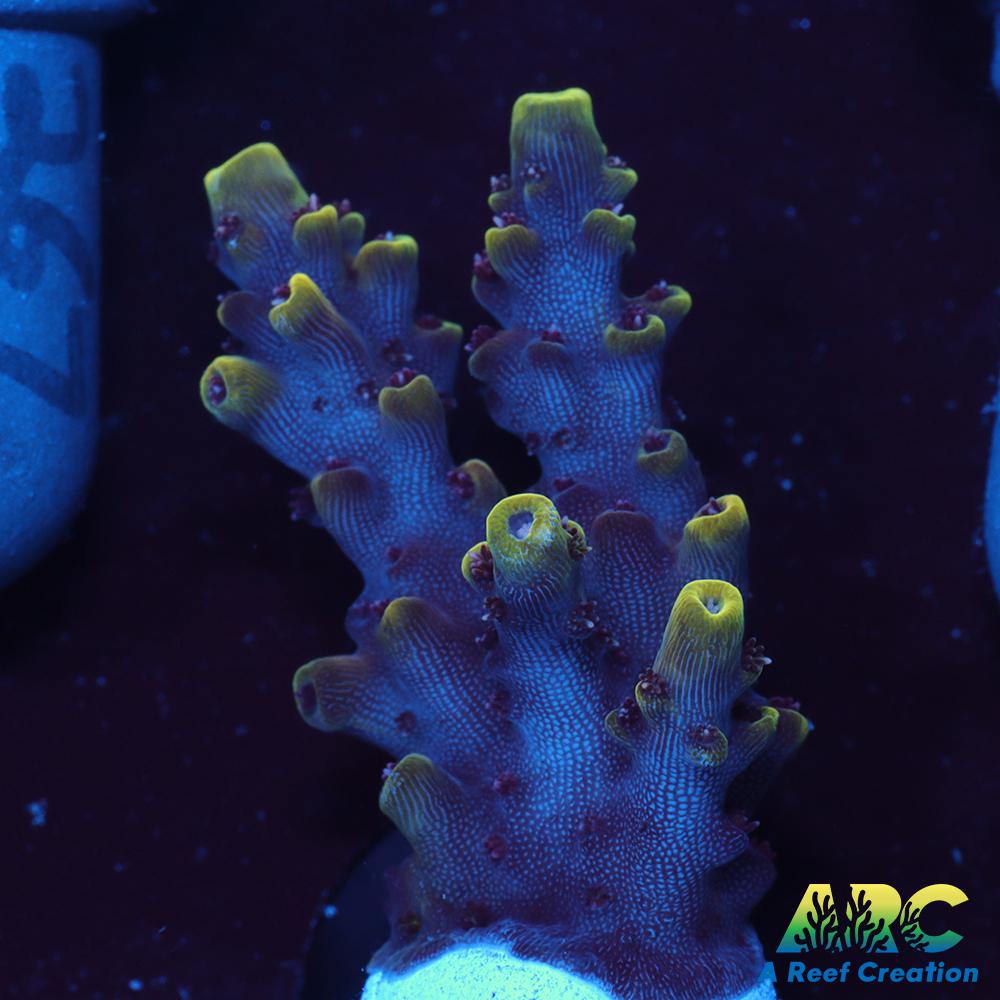 WWC Terra Red Acro
