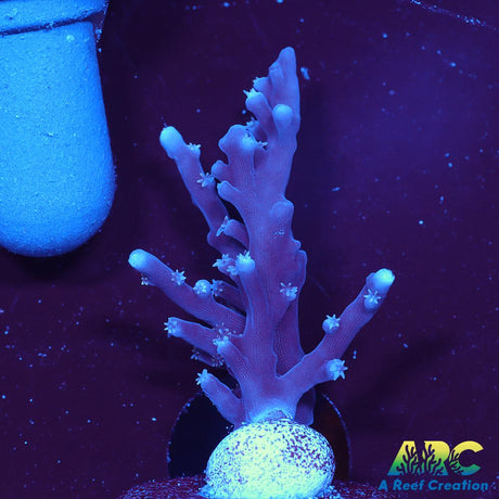 ARC Purple Dragon