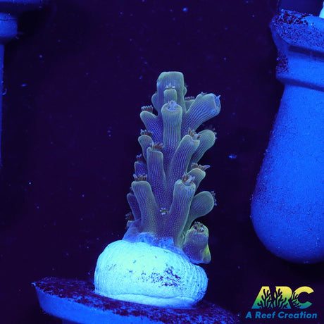 ARC Lime Caddy