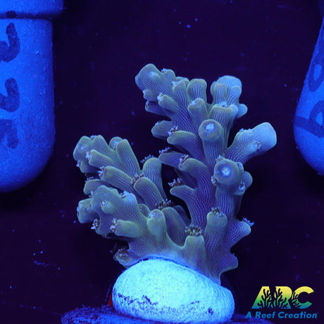 ARC Lime Caddy