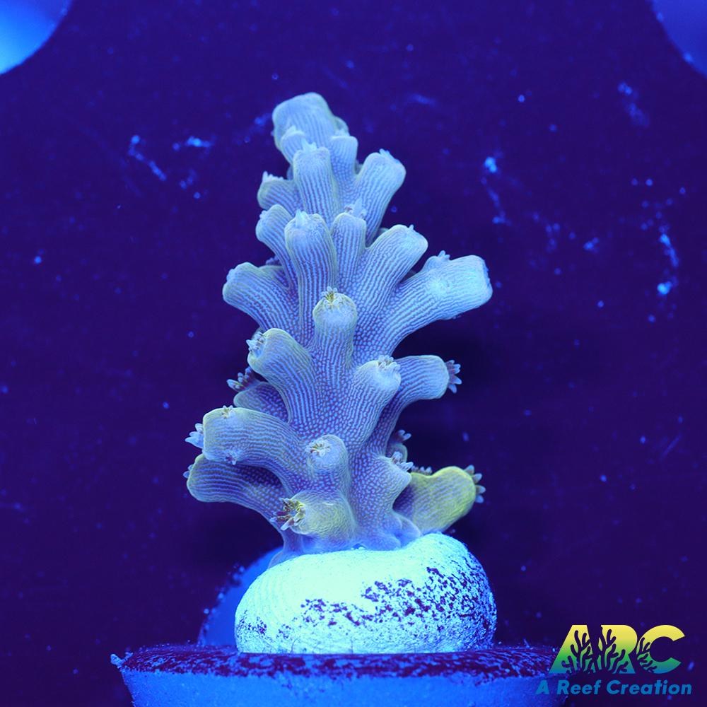 ARC Lime Caddy