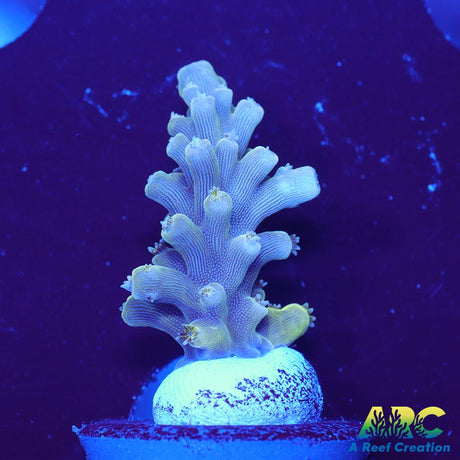 ARC Lime Caddy
