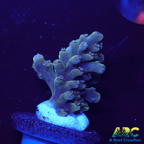 ARC Lime Caddy