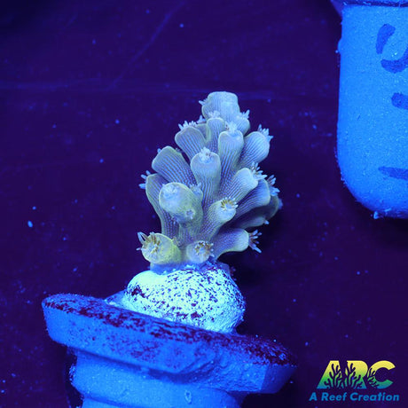 ARC Lime Caddy