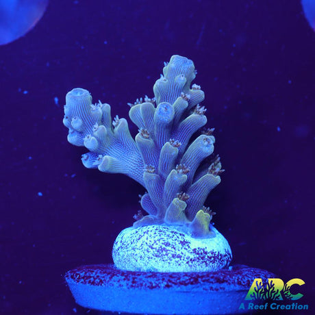 ARC Lime Caddy