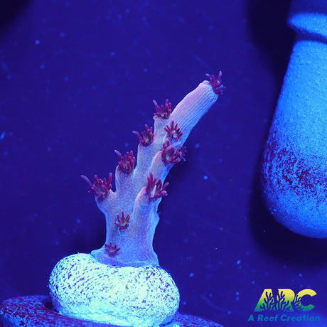 ARC Pomegranate