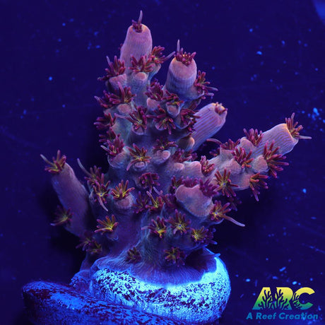 ARC Pomegranate