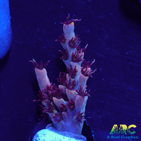 ARC Pomegranate