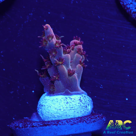 ARC Pomegranate