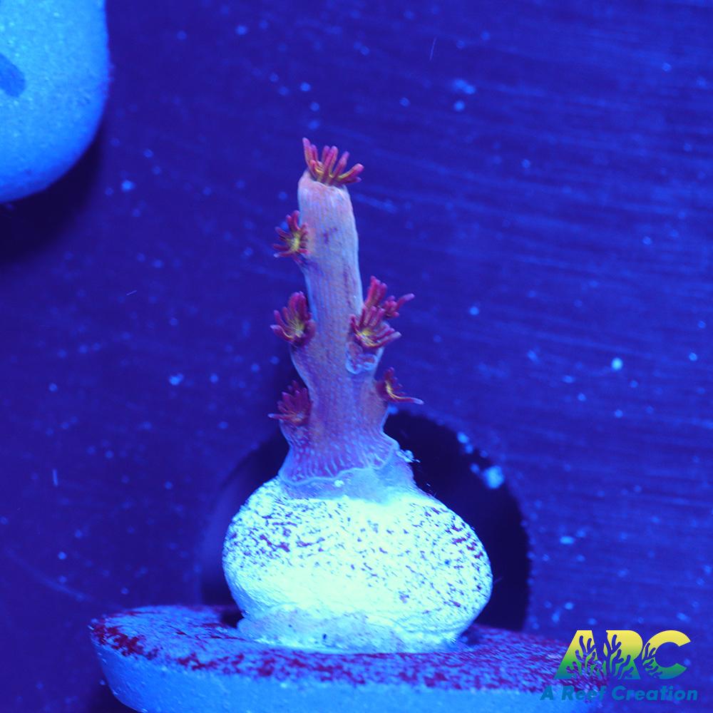 ARC Pomegranate