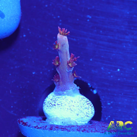 ARC Pomegranate