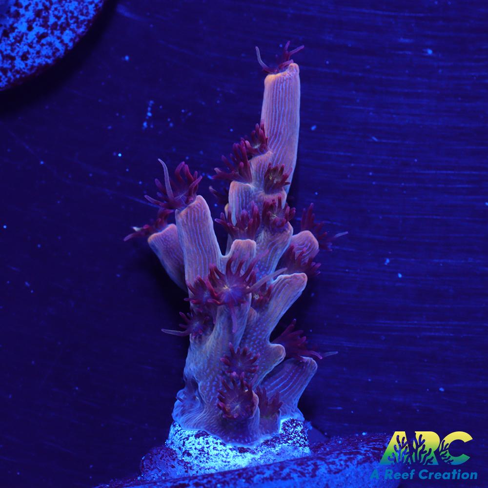 ARC Pomegranate