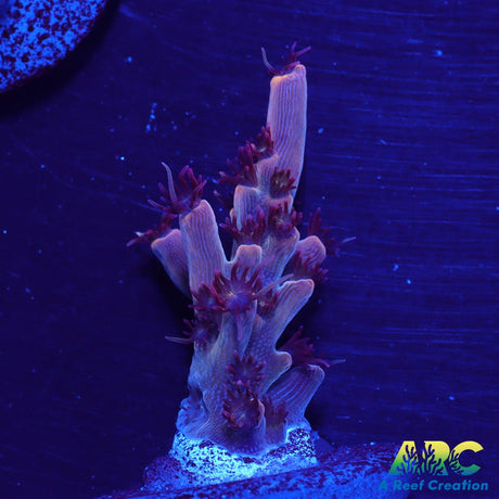ARC Pomegranate