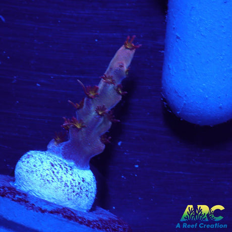 ARC Pomegranate