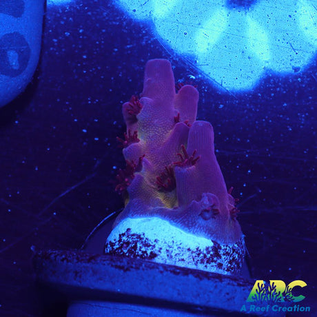 ARC Patrick Star
