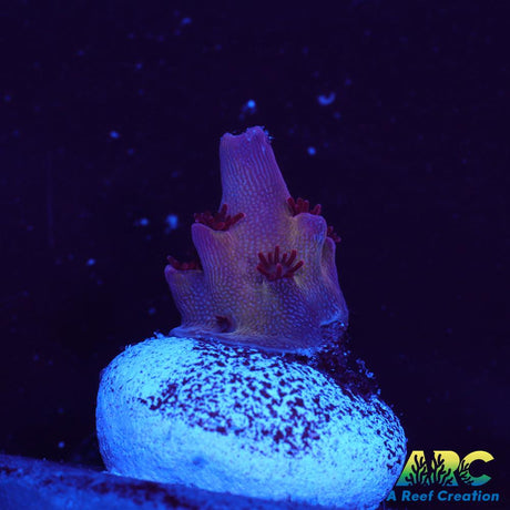 ARC Patrick Star