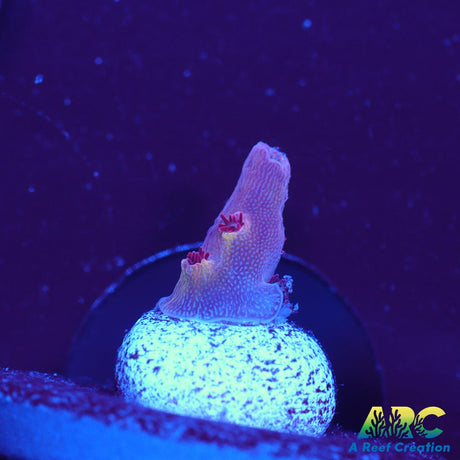 ARC Patrick Star